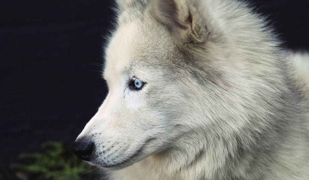 Tout savoir sur le berger allemand croisé husky
