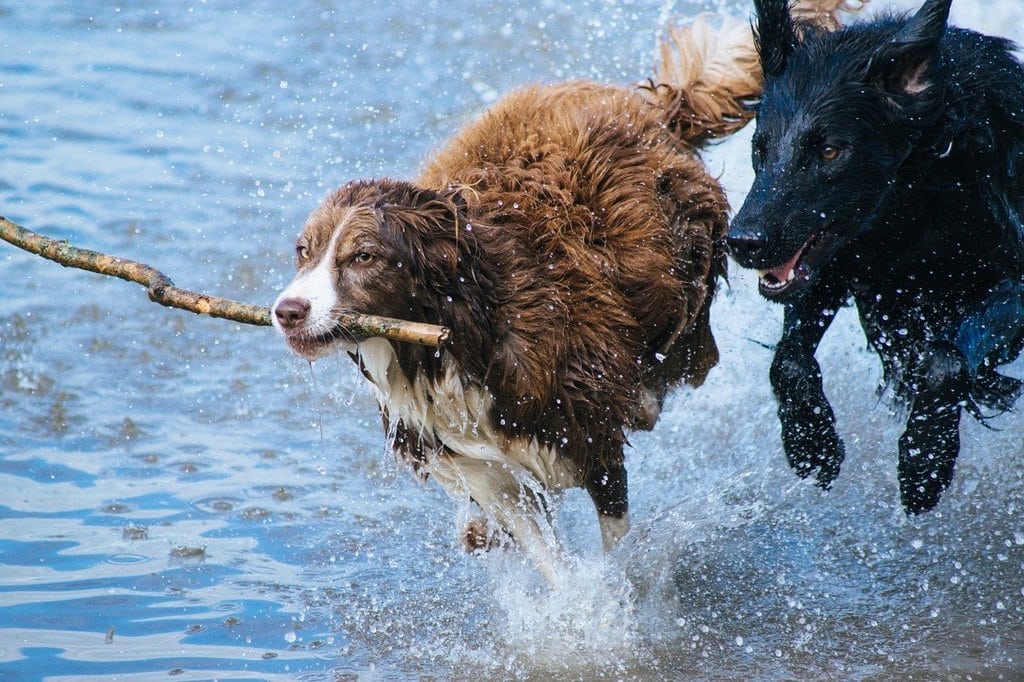 Les essentiels pour débuter le canicross avec son chien
