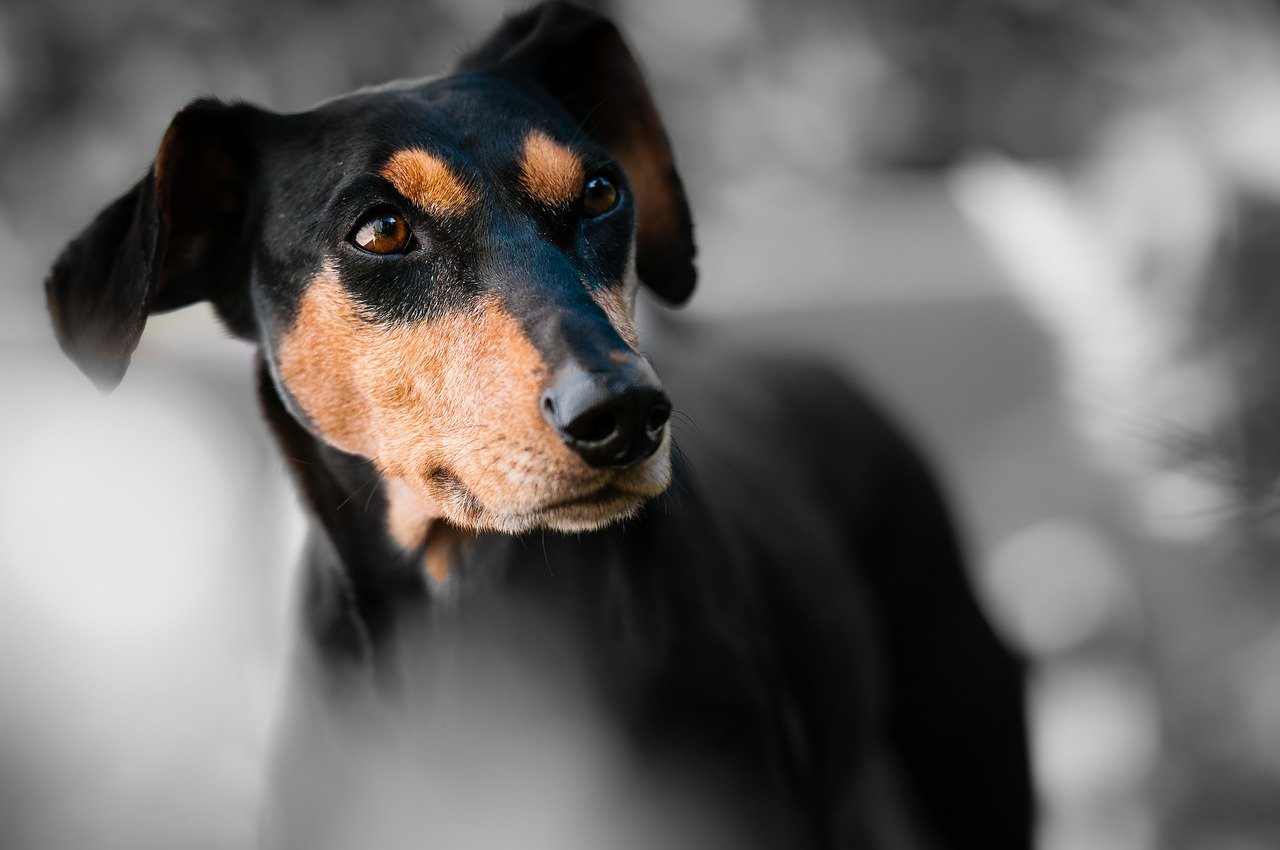 Pourquoi choisir des croquettes sans céréales pour votre chien ?