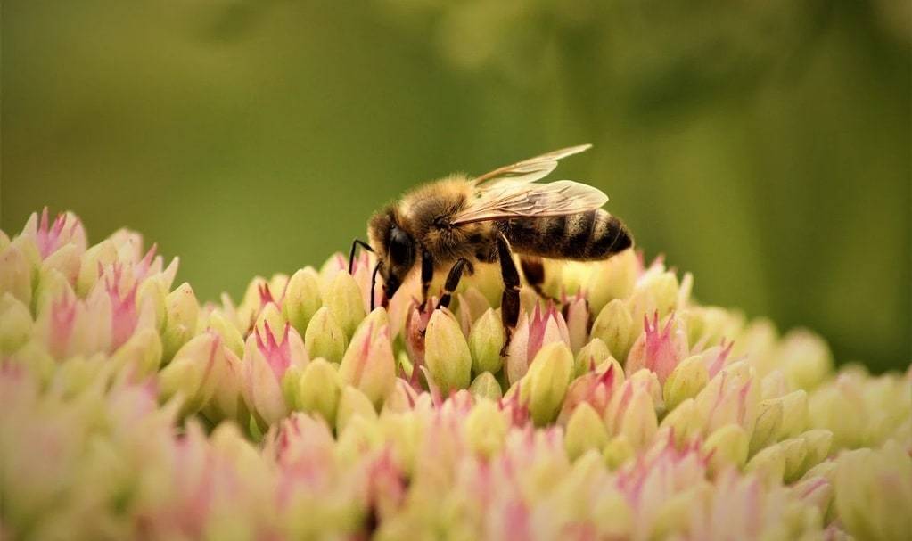 Soutenir l'équilibre des colonies d'abeilles face aux parasites